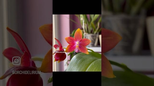 Orchidelirium: Orchid in bloom - Phalaenopsis hybrid