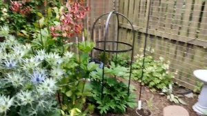 Знакомство с Erigeron Karvinkianus (Эригерон Карвинского)