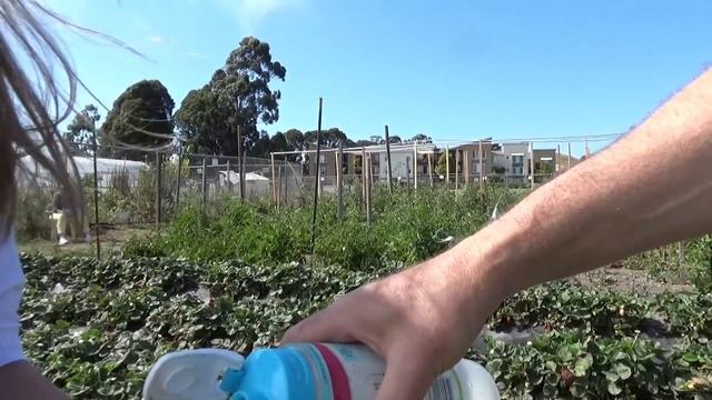 США 5312: На летней грядке в Санта Круз - клубника, помидоры, лучок, кабачки - жить можно смотреть онлайн