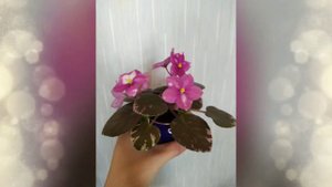 ФИАЛКИ. НОВИНКИ В КОЛЛЕКЦИИ. Rivermist Calypso