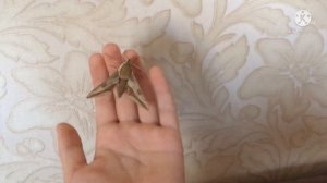 Бражник молочайный!