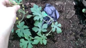 Арбузы на тёплой грядке 11.06.17 после возвратных заморозков. Какие можно допустить ошибки...