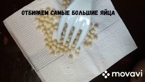 Как правильно инкубировать кладку улиток ??