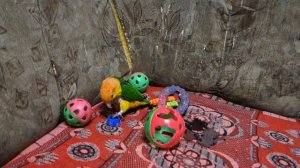 Рыжеголовый каик и игрушки птенцов какаду.