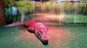 Едем на КРОКОДИЛОВУЮ ферму ВЛОГ Тим Витыч ФЕМЕЛИ