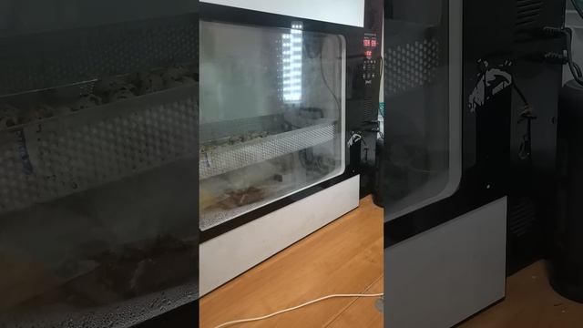 инкубатор OVO-156, а стоит ли его брать? смотреть онлайн