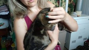 #Ушной клещ у кота. Как лечить?