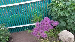 3 июня 2022 г.Жизнь простых людей в деревне.Небольшой обзор моего участка .Что и как растет.Погуляем