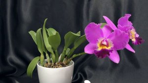 Прелестное орхидейное Создание (Potinara Creation)