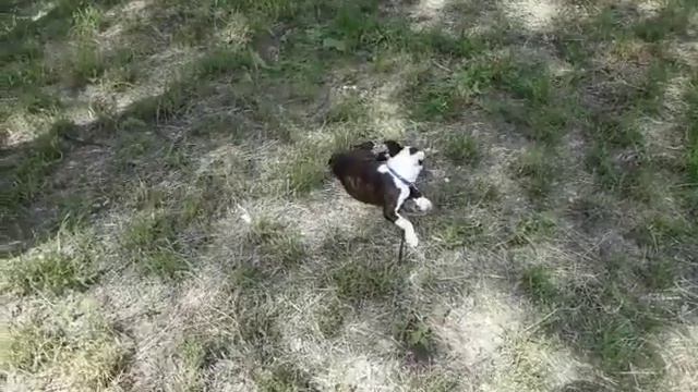 Не покупай щенка не посмотрев это видео !!! смотреть онлайн