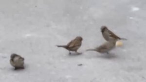 воробьи дерутся из за хлеба sparrows are fighting for bread