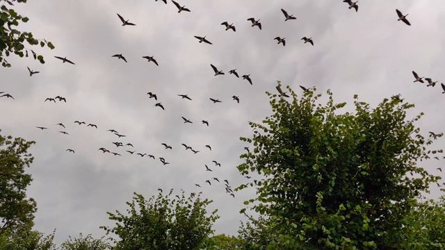 В. А. Моцарт. СОНАТА № 12 часть 3 Assai Allegro.