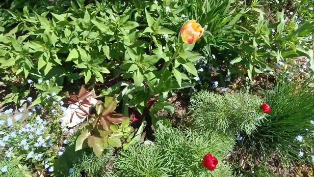 Мой садик (палисадник у подъезда) , состояние на 15 мая. смотреть онлайн