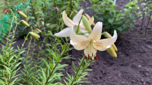 Роза Red Intuition (Ред Интуишн) и дачные цветы) смотреть онлайн