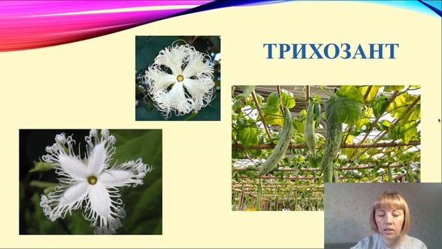 Сайгина Н.А. Арт мастерская. Аппликация "Ромашки". смотреть онлайн