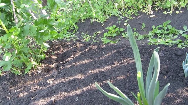 Лук на чернушку смотреть онлайн