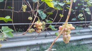 Виноград в Воронеже