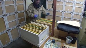 Двух маточная зимовка матки из разных отводков.