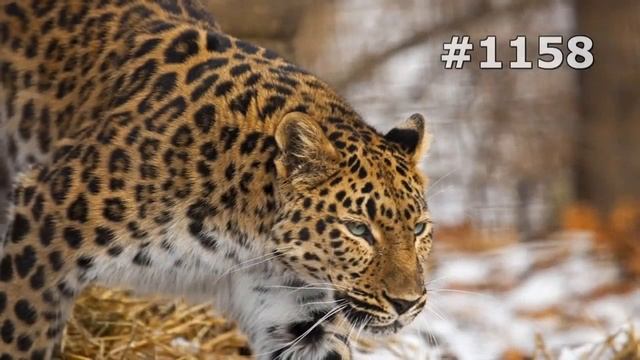 #1158. Леопарды (В мире животных) смотреть онлайн