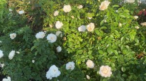 🌹 Summer Memories Rose | White Kordes Rose | Zone 7b High Humidity / KORuteli