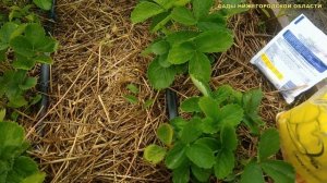 Уход за ремонтантной клубникой.Размножение усами