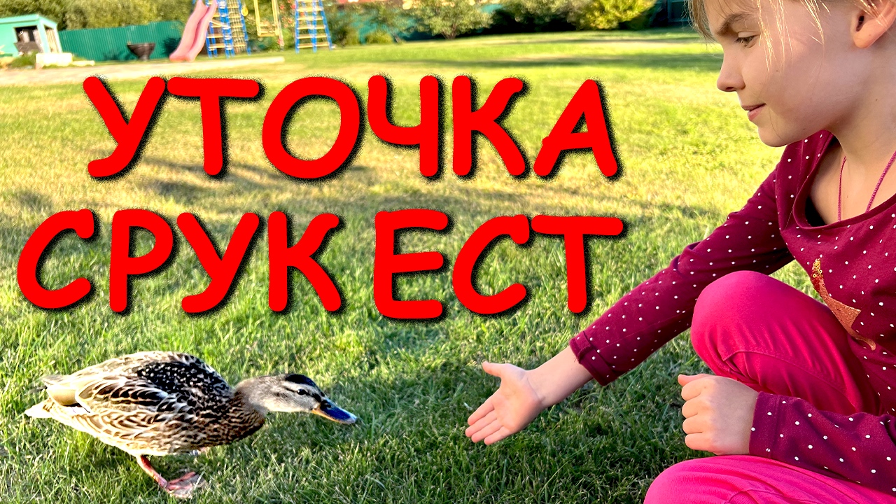 Уточка С РУК ест