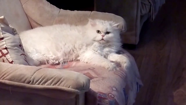 Нобби ИГРЫ белка котла