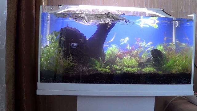 Запуск травника 54 л. Часть 3. Посадка растений. Заливаем воду. Установка оборудования. смотреть онлайн