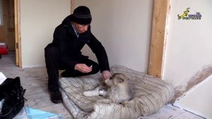 Энтерит у собак