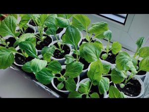 VLOG: Про поезд / Что всходит / ПОСМОТРИТЕ какие АСТРЫ!