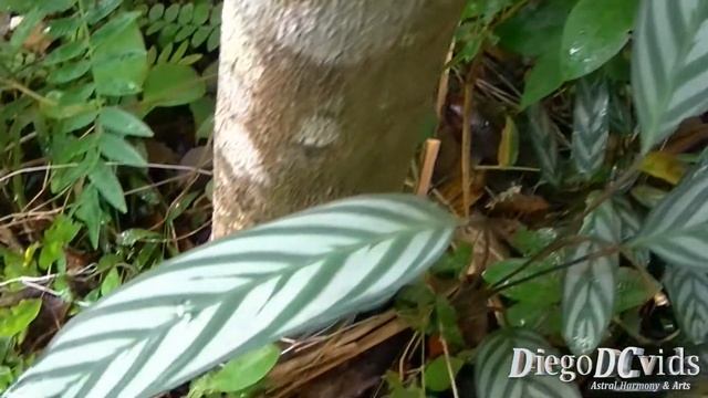 Ctenanthe setosa - Maranta-cinza (Marantaceae) смотреть онлайн