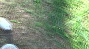 Курочки на даче