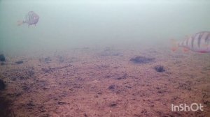 Подводная Камера для Рыбалки Focus Fish , от Владимира Цепилова.