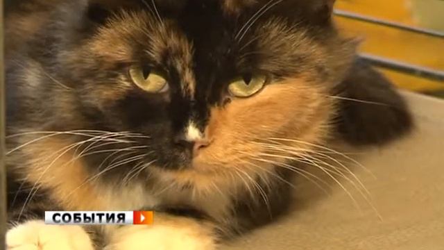 Котят по осени считают смотреть онлайн