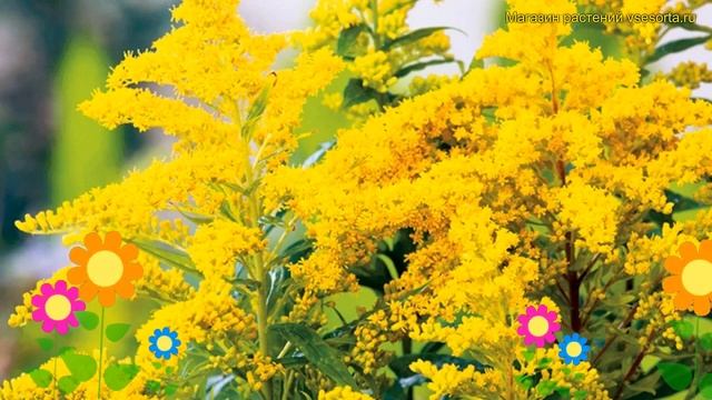 Солидаго канадский Литл мисс саншайн. Краткий обзор solidago canadensis Little Miss Sunshine смотреть онлайн
