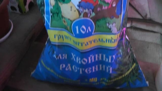 Ель от А до Я или 100 елок к Новому году бесплатно. смотреть онлайн