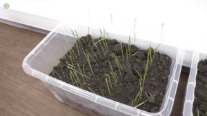 "Цитогумат" снижает ретардантный эффект от химии? часть 3