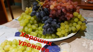 Санкт-Петербург.Виноград перед укрытием.С обзором сортов.