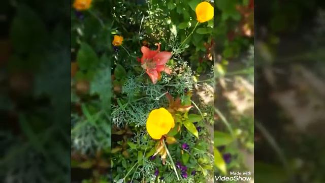 Мой деревенский дворик . Пришла пора цветения. смотреть онлайн