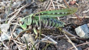 Кузнечик осенью, конец сезона