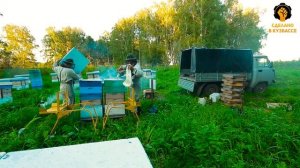 Сделано в Кузбассе HD: кочевое пчеловодство в промышленных масштабах