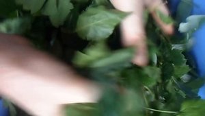Чай! Делаем заготовку чая на зиму из листьев смородины, малины ,вишни, и клубники! Чайный микс! Tea
