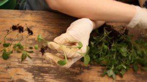 ГЕОРГИНЫ: Клубневые, Семенные, Вегетативные? Берём всё и сразу!!!