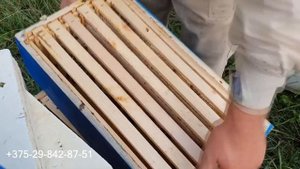 Как работают шестирамочные улья после пчелопакетов.