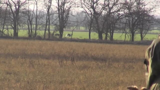 Скачка собак Блинова В. смотреть онлайн