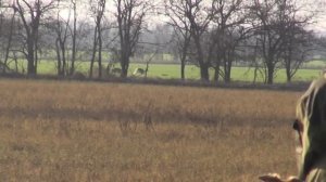 Скачка собак Блинова В.