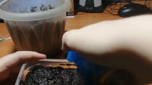 Выращивание кактусов из семян. Посадка семян.