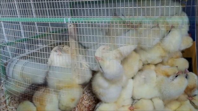 Бройлеры для рыси. смотреть онлайн