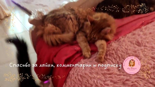 ? Когда портится погода, питомцев тянет в сон? а ваши котики как время сегодня проводят? ? смотреть онлайн