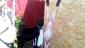 Разделка туши кролика. 18+